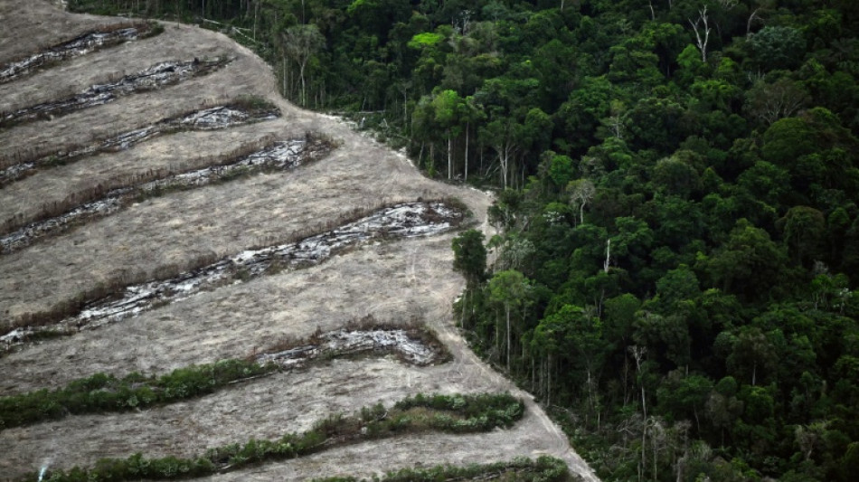Collapse of Amazon soy pact to unleash new deforestation: study