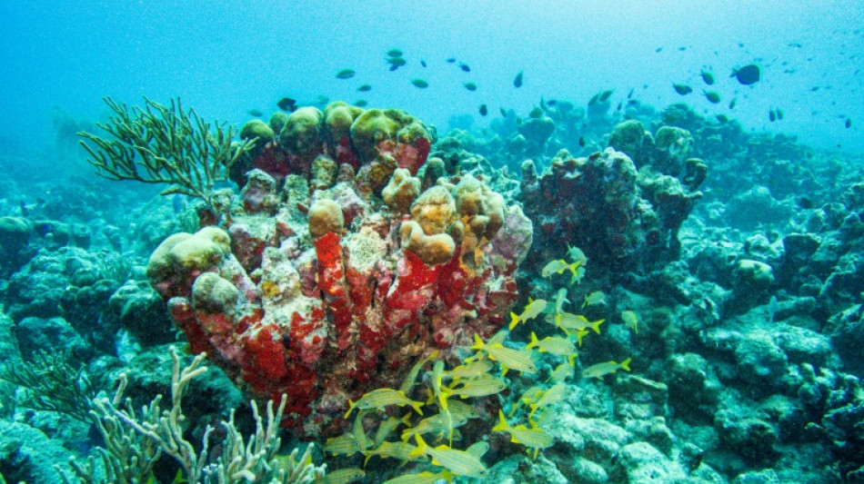 Flughafen Hamburg: Acht geschützte Korallen in Gepäck von Urlauberin entdeckt 