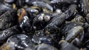 Pesticides et m&eacute;dicaments retrouv&eacute;s sur tout le littoral fran&ccedil;ais