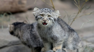 Un zool&oacute;gico japon&eacute;s presenta a cinco cr&iacute;as de gato de Pallas