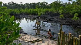 Protecting the protectors: racing to save Philippine mangroves