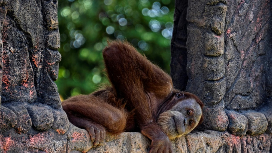 Organisationen fordern Zugang zu gef&auml;hrdeten Orang-Utans in Indonesien