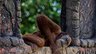 Organisationen fordern Zugang zu gef&auml;hrdeten Orang-Utans in Indonesien