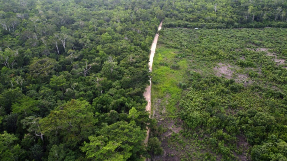 La lutte pour la restauration de la plus vaste for&ecirc;t tropicale d'Am&eacute;rique centrale
