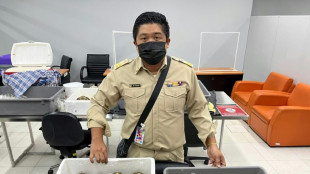 Interpol anuncia el desmantelamiento de una red de traficantes de tortugas protegidas