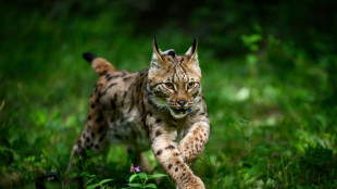 Une jeune lynx rel&acirc;ch&eacute;e dans le massif des Vosges, une "premi&egrave;re"