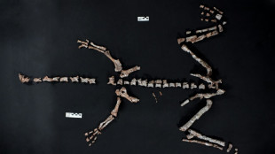 Hallan uno de los dinosaurios m&aacute;s antiguos del mundo en Argentina