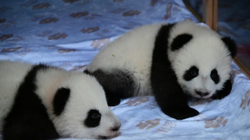 Pandazwillinge in Berliner Zoo d&uuml;rfen zum Klettern nach drau&szlig;en