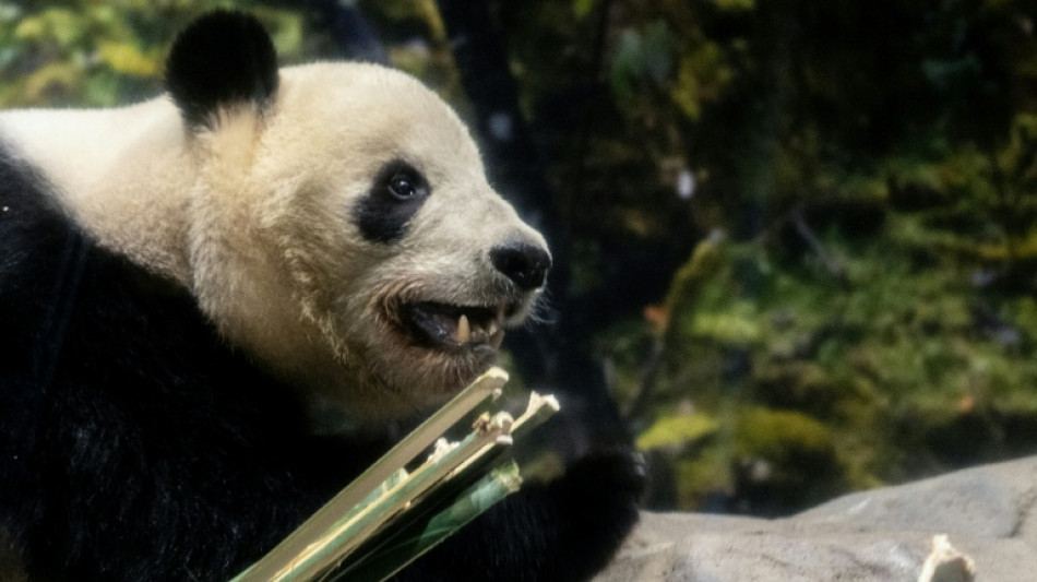 Japan's beloved last pandas leave for China as ties fray